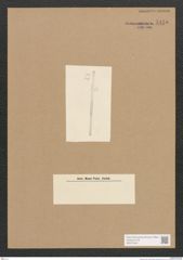Diatomeae indet. Zeichnungen Sammlung Grunow Nr. 5135 (NHMW-BOT-W0373446)